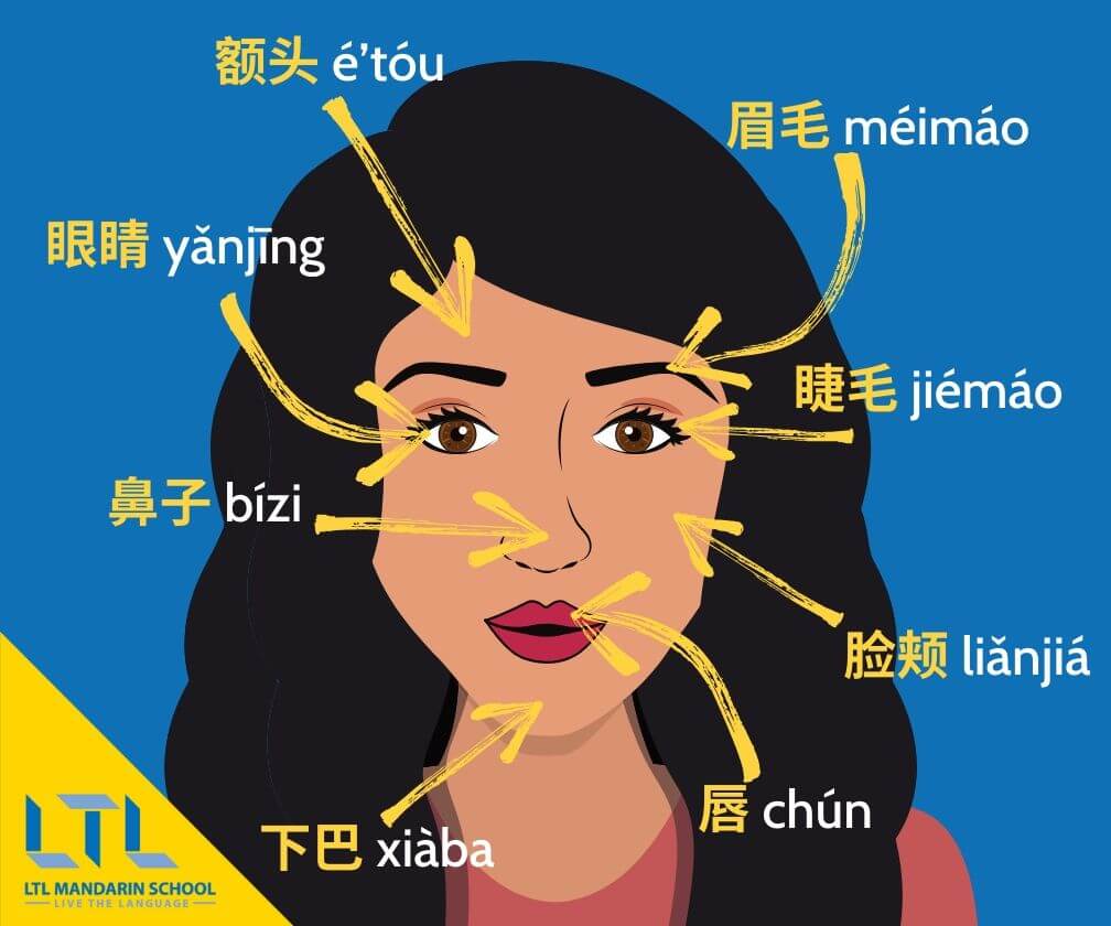 72 Body Parts🦵🏼in Chinese From Head to Toe - Definitive Guide | LTL Xi'an