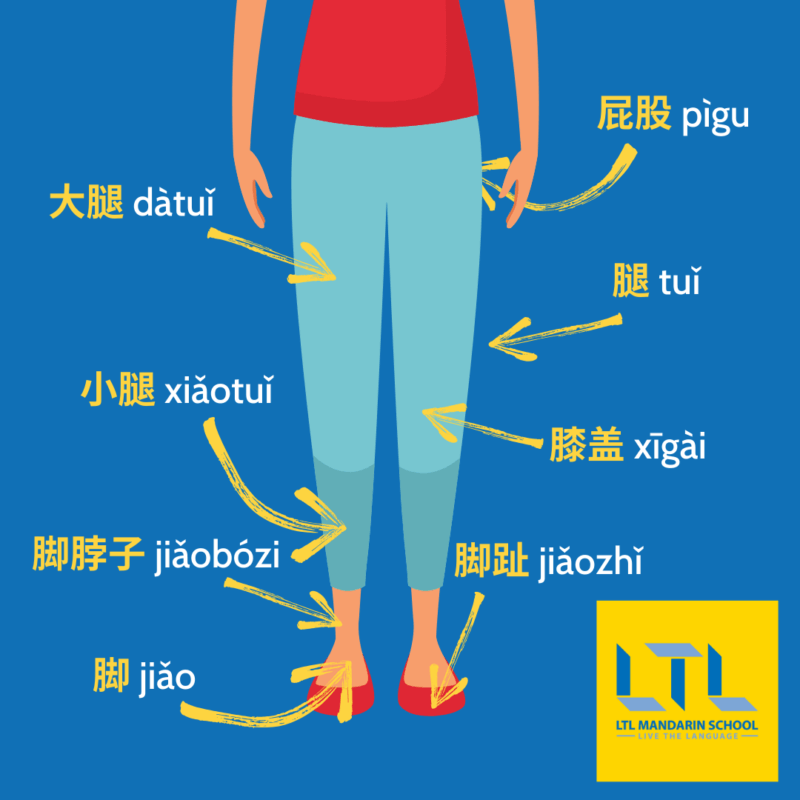 Body Parts in Chinese - Lower Body