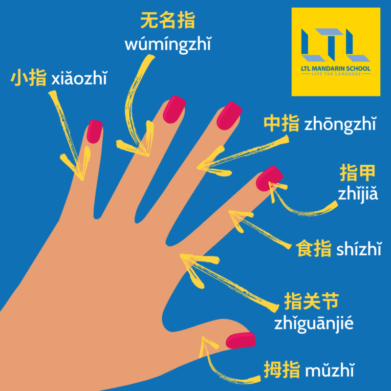 Body Parts in Chinese - Your Hand